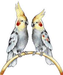 خرید دان پرنده