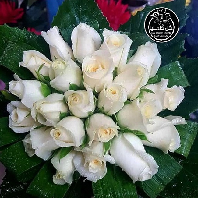 تالار گل کاملیا کرمان