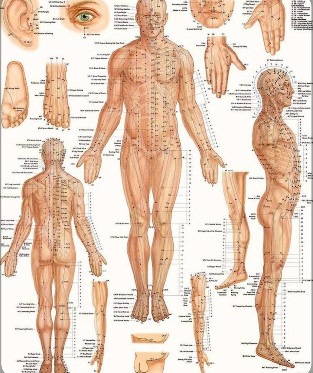 حجامت امبدینگ طب سوزنی در اصفهان