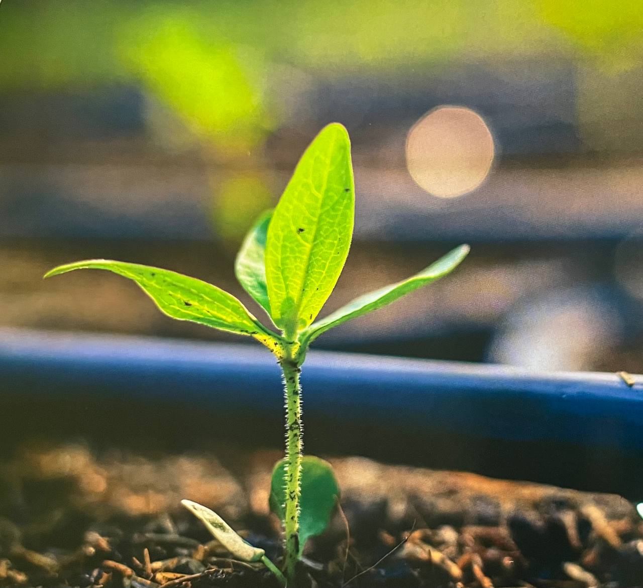 محسن جعفرزاده جزی