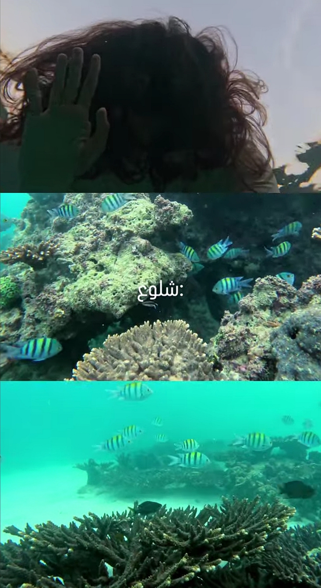 غواصی در کیش