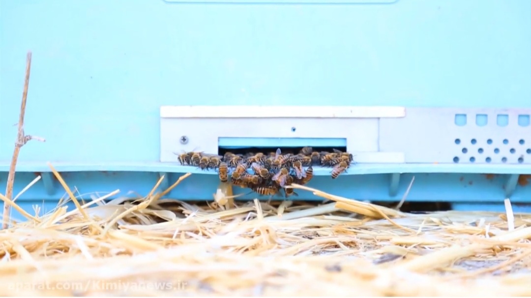 خرید عسل گلپايگان 