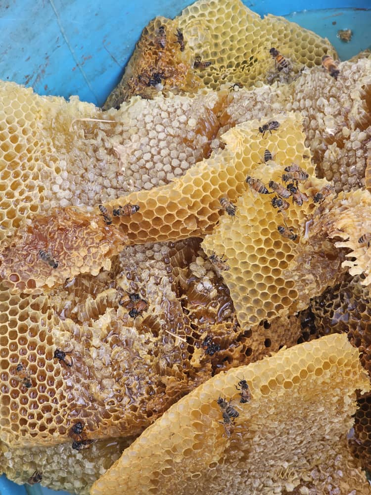 خرید عسل گلپايگان