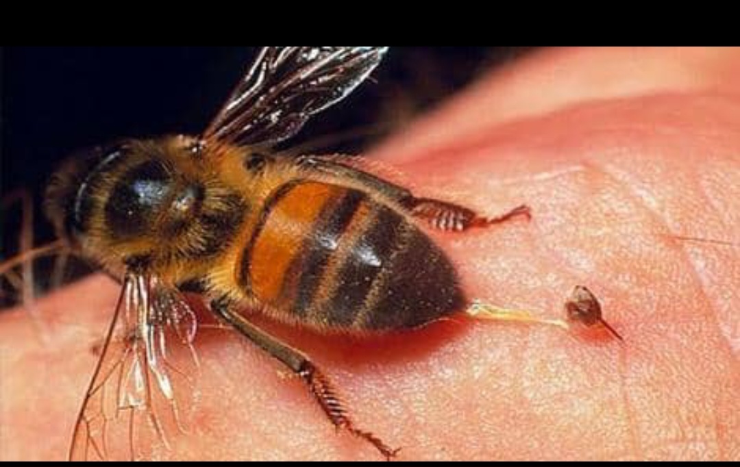 خرید عسل گلپايگان