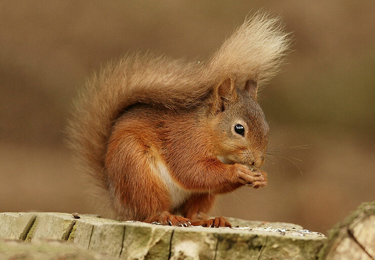 الهام حاجی پورمیلاسی