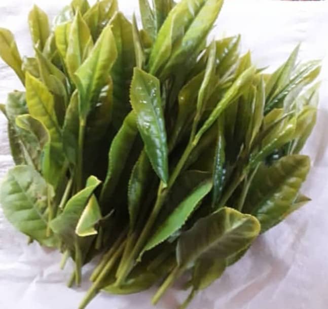 چای درجه یک شمال
بهترین چای گیلان