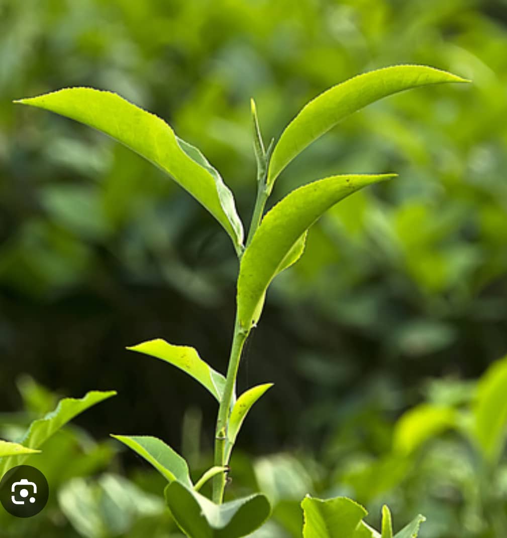چای درجه یک شمال
بهترین چای گیلان