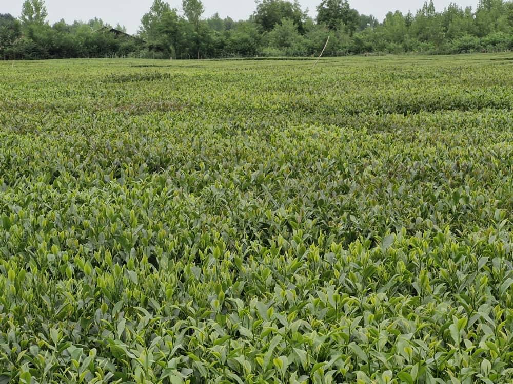 چای درجه یک شمال
بهترین چای گیلان