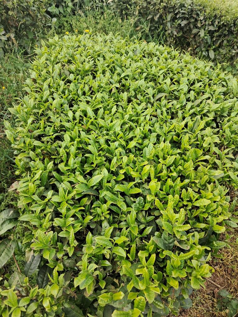 چای درجه یک شمال بهترین چای گیلان چرا ما؟ چون چایهامون از بهترین برگهای تازه و ایرانی درست میشن
. همه مراحل با دقت و عشق انجام میشن تا چای سالم به دستتون برسه.
هم تجربه قدیمی داریم، هم از دستگاههای مدرن استفاده میکنیم
. هر بسته چای چندبار چک میشه تا از کیفیتش مطمئن بشیم.
بستهبندیهامون طوریه که عطر و تازگی چای حفظ میمونه
. و مهمتر از همه، اعتماد و رضایت شما باعث شده راهمون رو با دلگرمی ادامه بدیم.