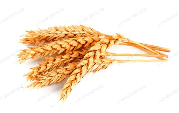 بهترین کود ارگانیک در ارومیه