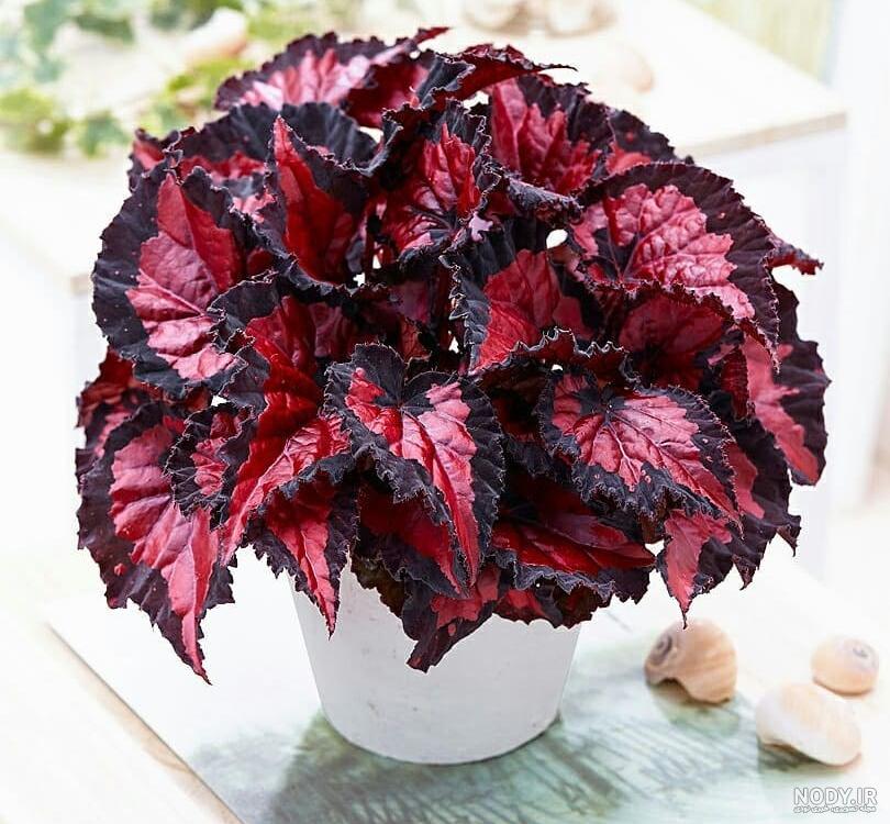 بهترین کود ارگانیک در ارومیه