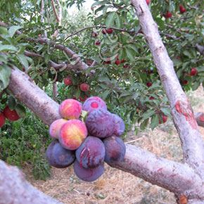 بهترین کود ارگانیک در ارومیه