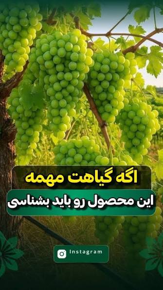 بهترین کود ارگانیک در ارومیه