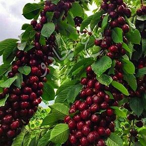 بهترین کود ارگانیک در ارومیه