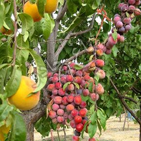 بهترین کود ارگانیک در ارومیه