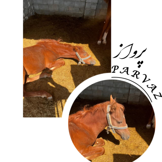 باشگاه اسب سواری شیراز