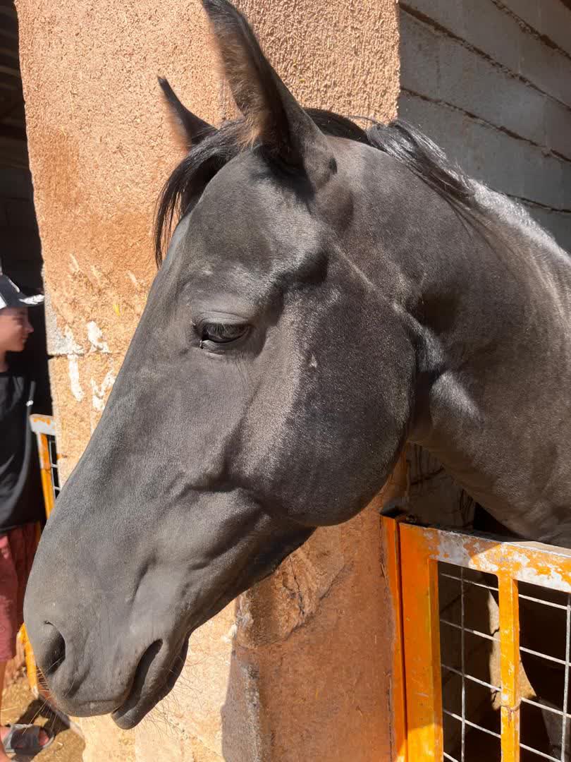 باشگاه اسب سواری شیراز