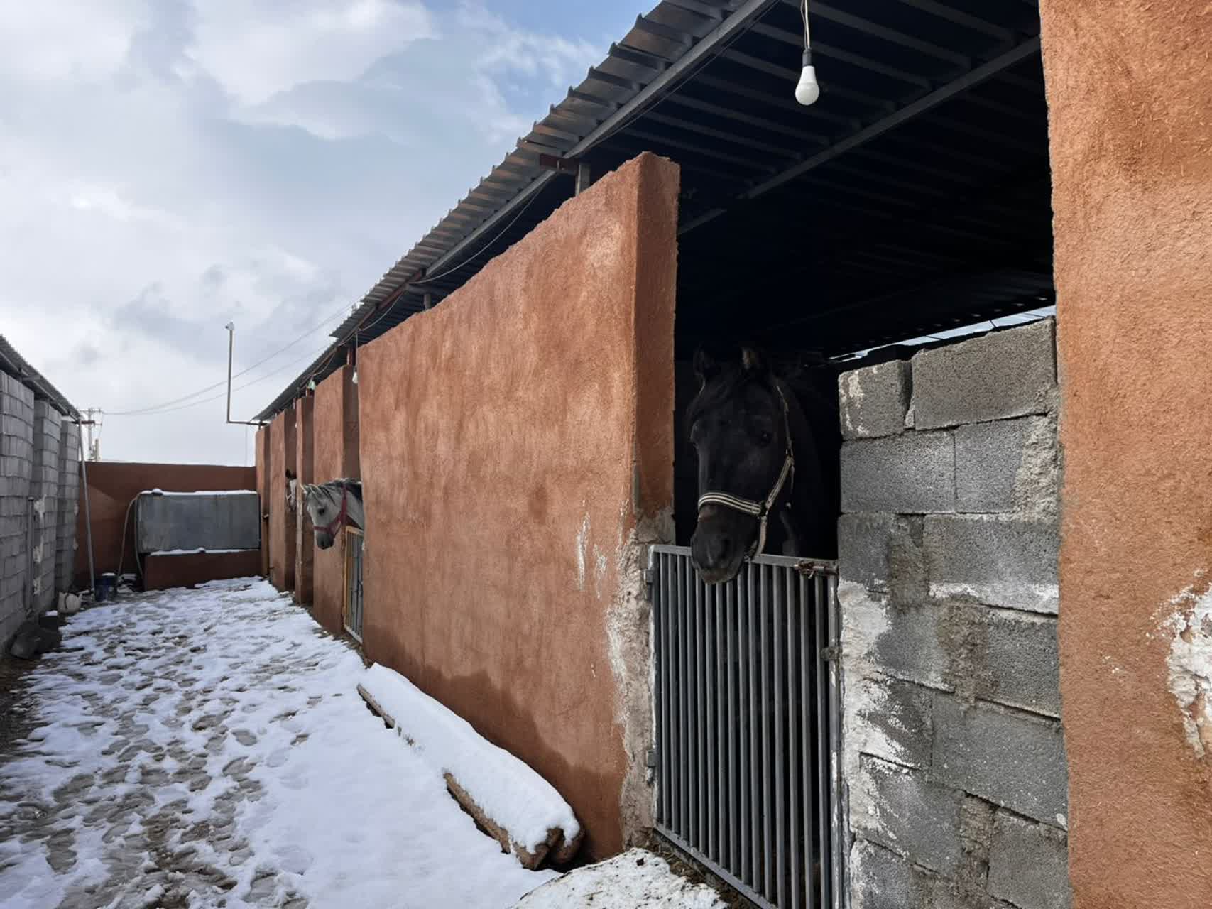 باشگاه اسب سواری شیراز