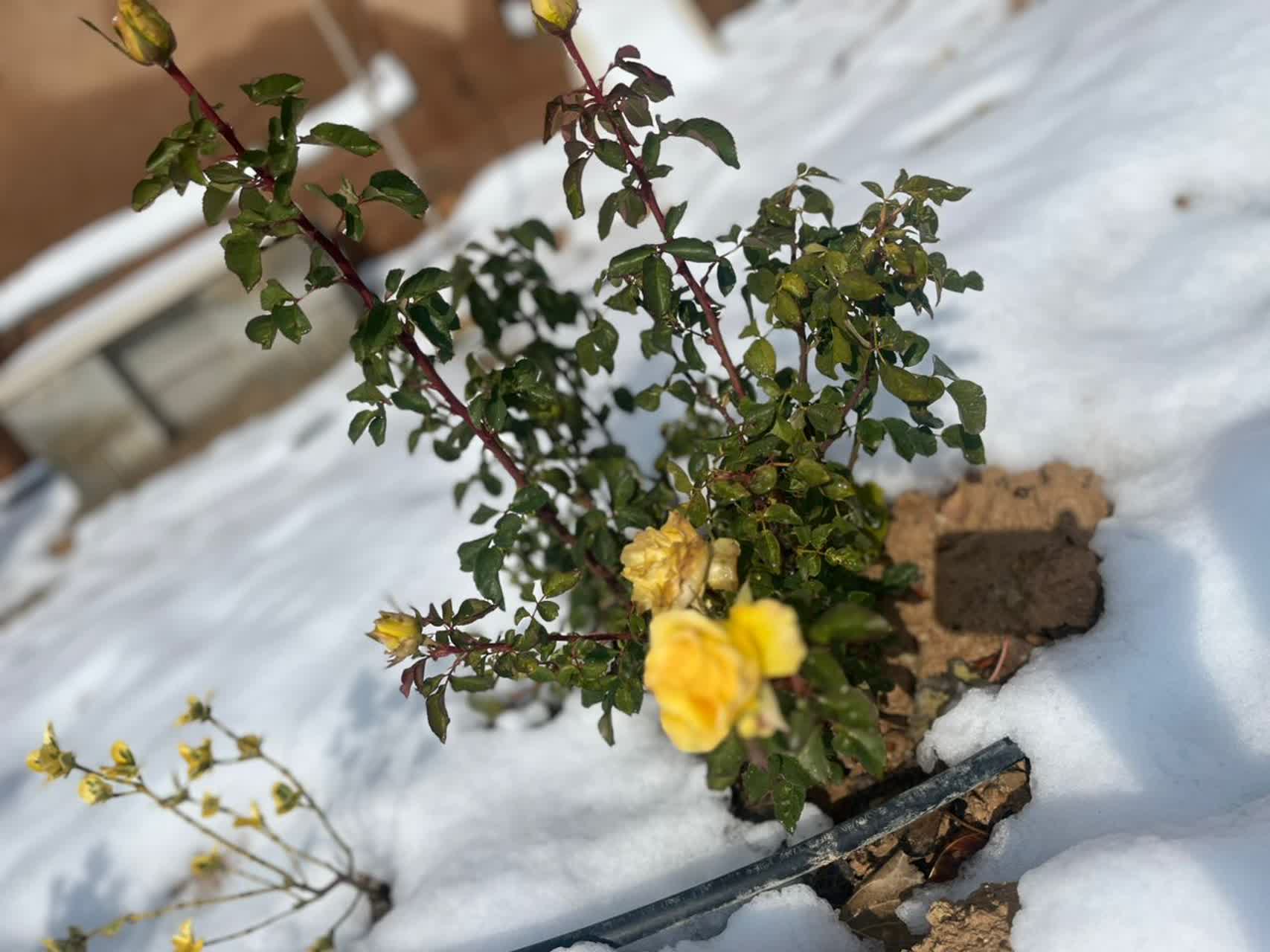 باشگاه اسب سواری شیراز