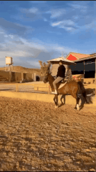 عبدالمجید چرامکانی سرموری