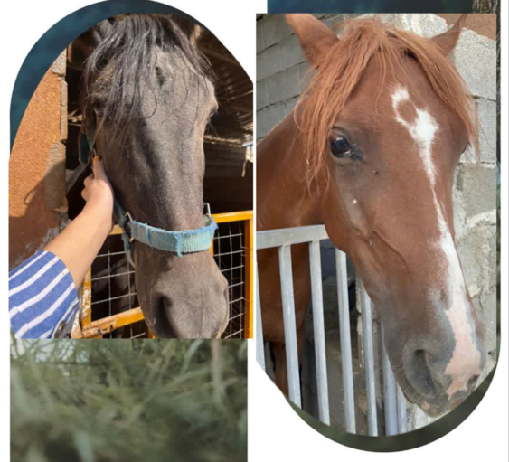 آموزش سوار کاری در فارس