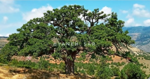 بهترین روستا هزارجریب