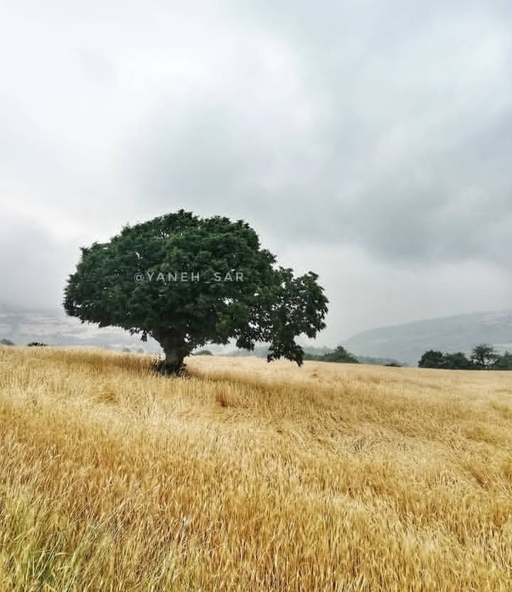 بهترین روستا هزارجریب