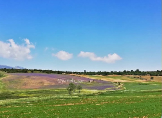 بهترین روستا هزارجریب