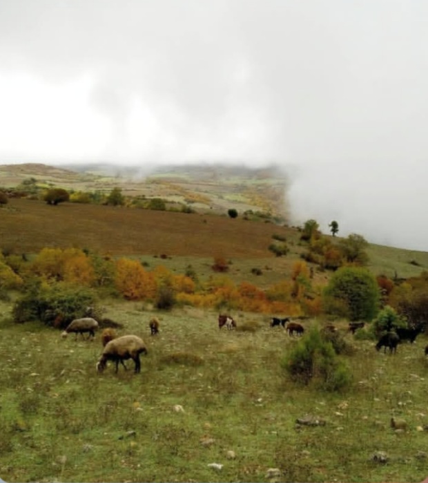 بهترین روستا هزارجریب
