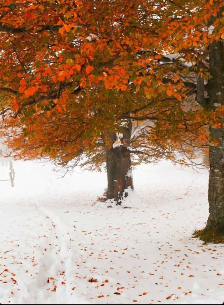 بهترین روستا هزارجریب