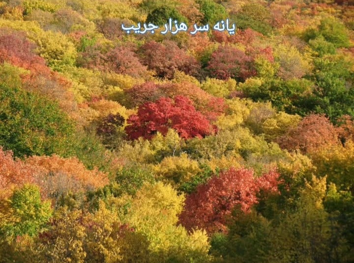 بهترین روستا هزارجریب