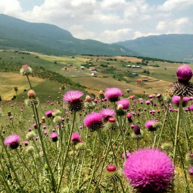 بهترین روستا هزارجریب