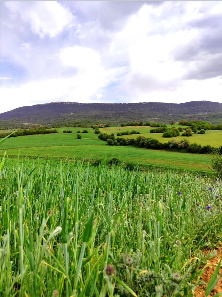 بهترین روستا هزارجریب