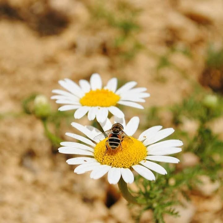 بهترین روستا هزارجریب