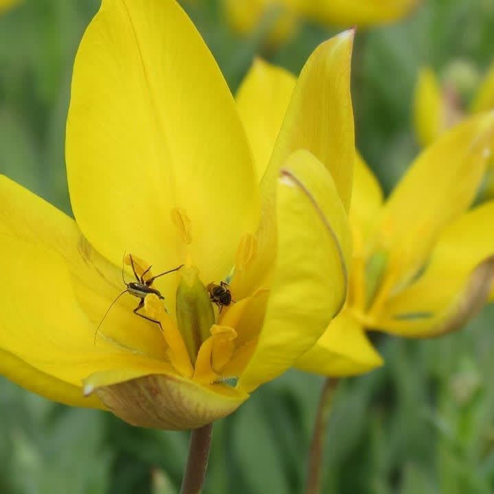 بهترین روستا هزارجریب