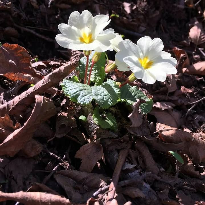 بهترین روستا هزارجریب