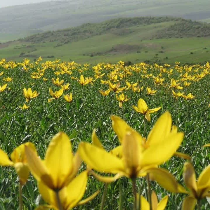 بهترین روستا هزارجریب