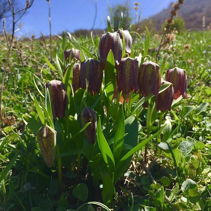بهترین روستا هزارجریب