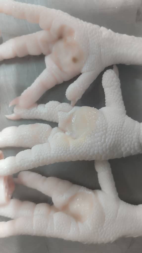 خرید و فروش عمده کالای مصطفوی