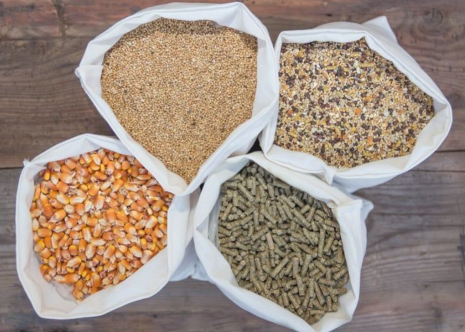 دانیال دهقانی