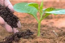 خرید ورمی کمپوست