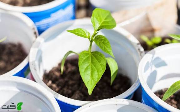 خرید ورمی کمپوست