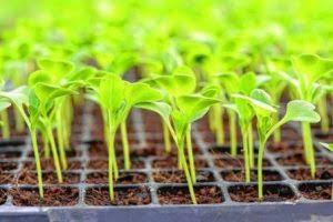 خرید ورمی کمپوست