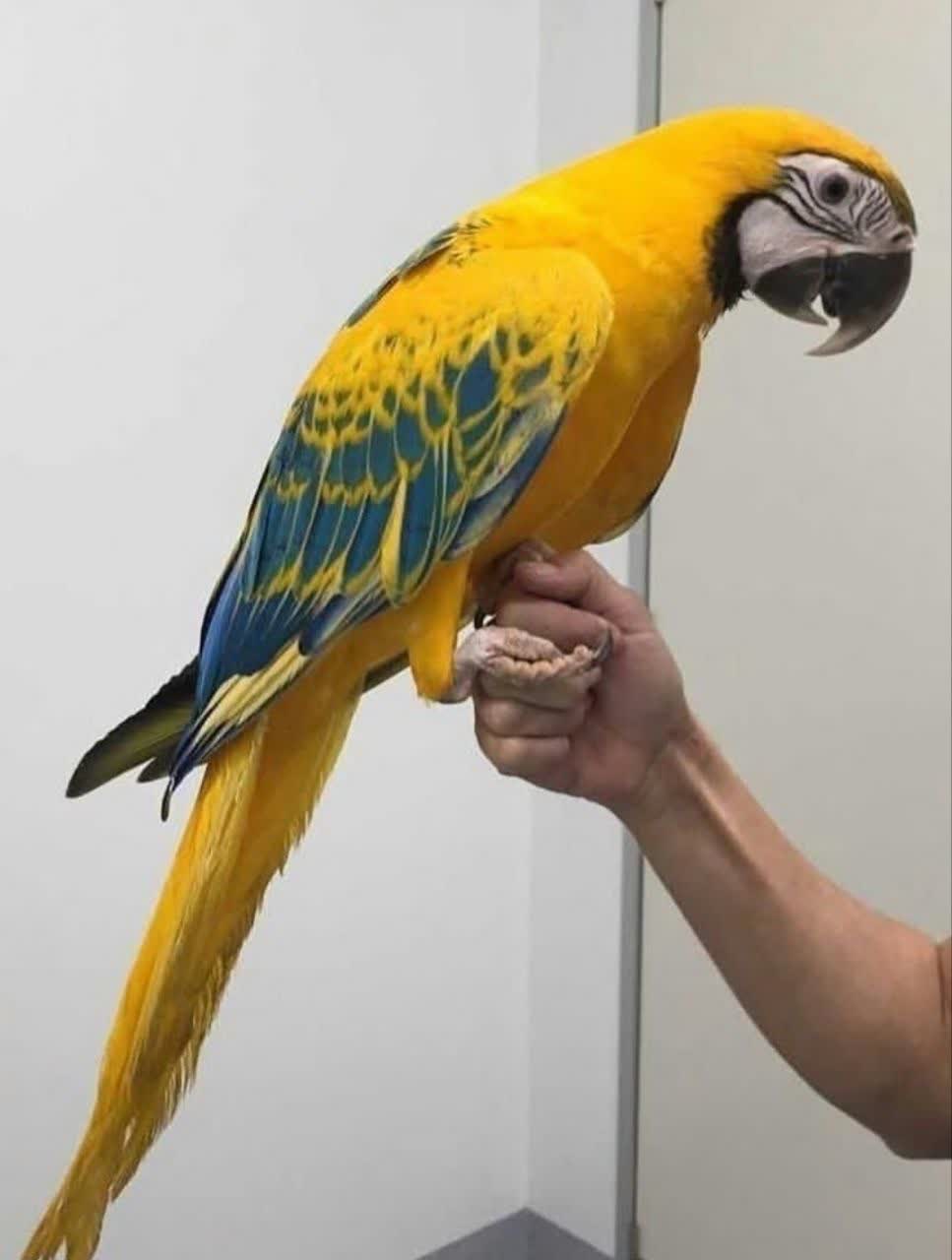 بهترین پرنده فروشی در کرمانشاه