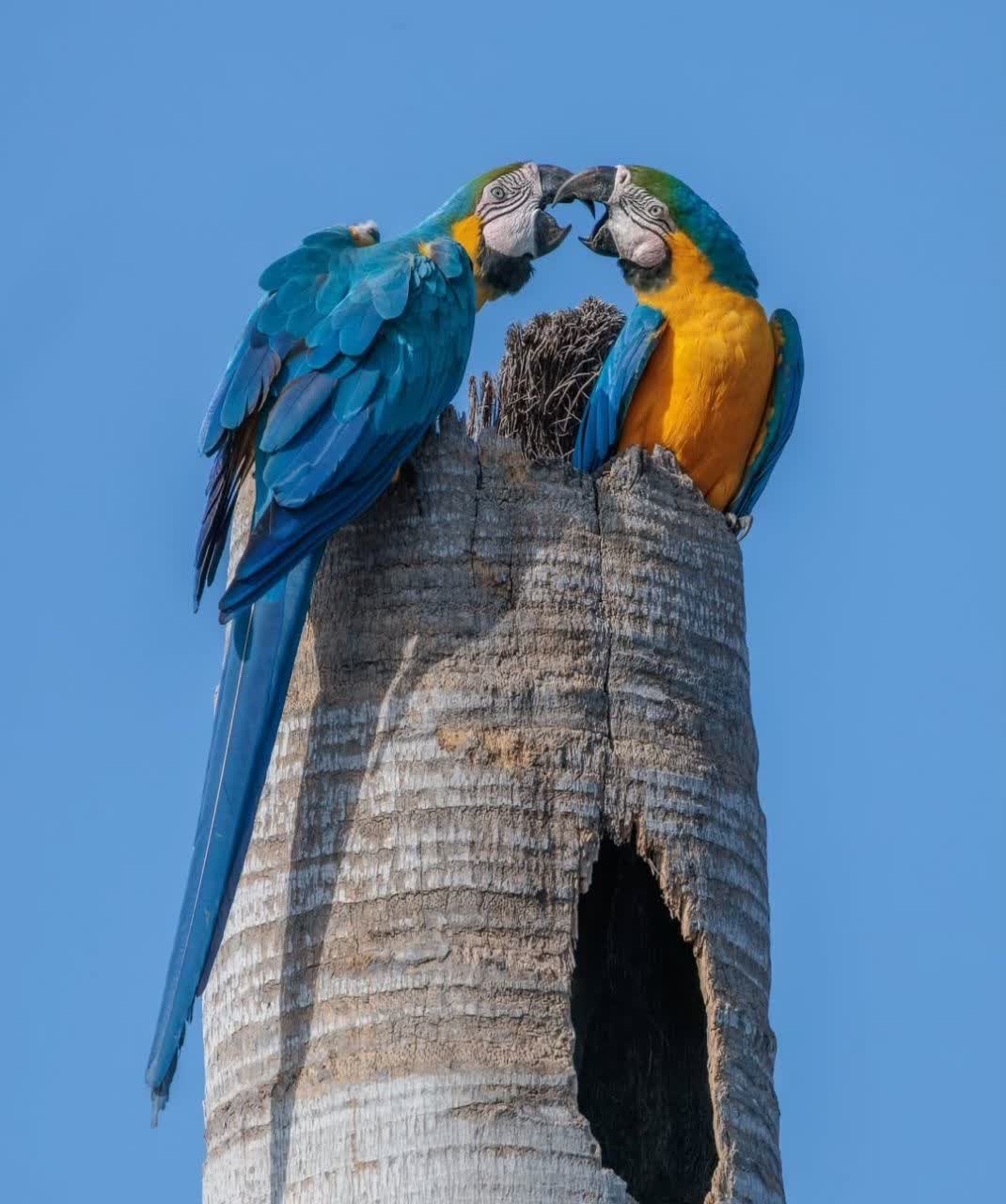 بهترین پرنده فروشی در کرمانشاه