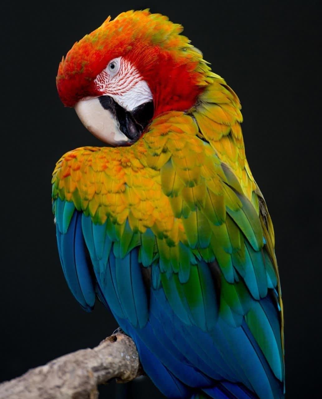 بهترین پرنده فروشی در کرمانشاه