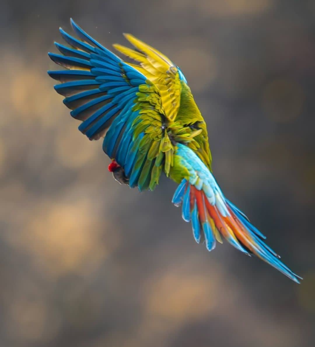 آموزش تکثیر،پرورش و درامدزایی از طوطیسانان کرمانشاه&nbsp;