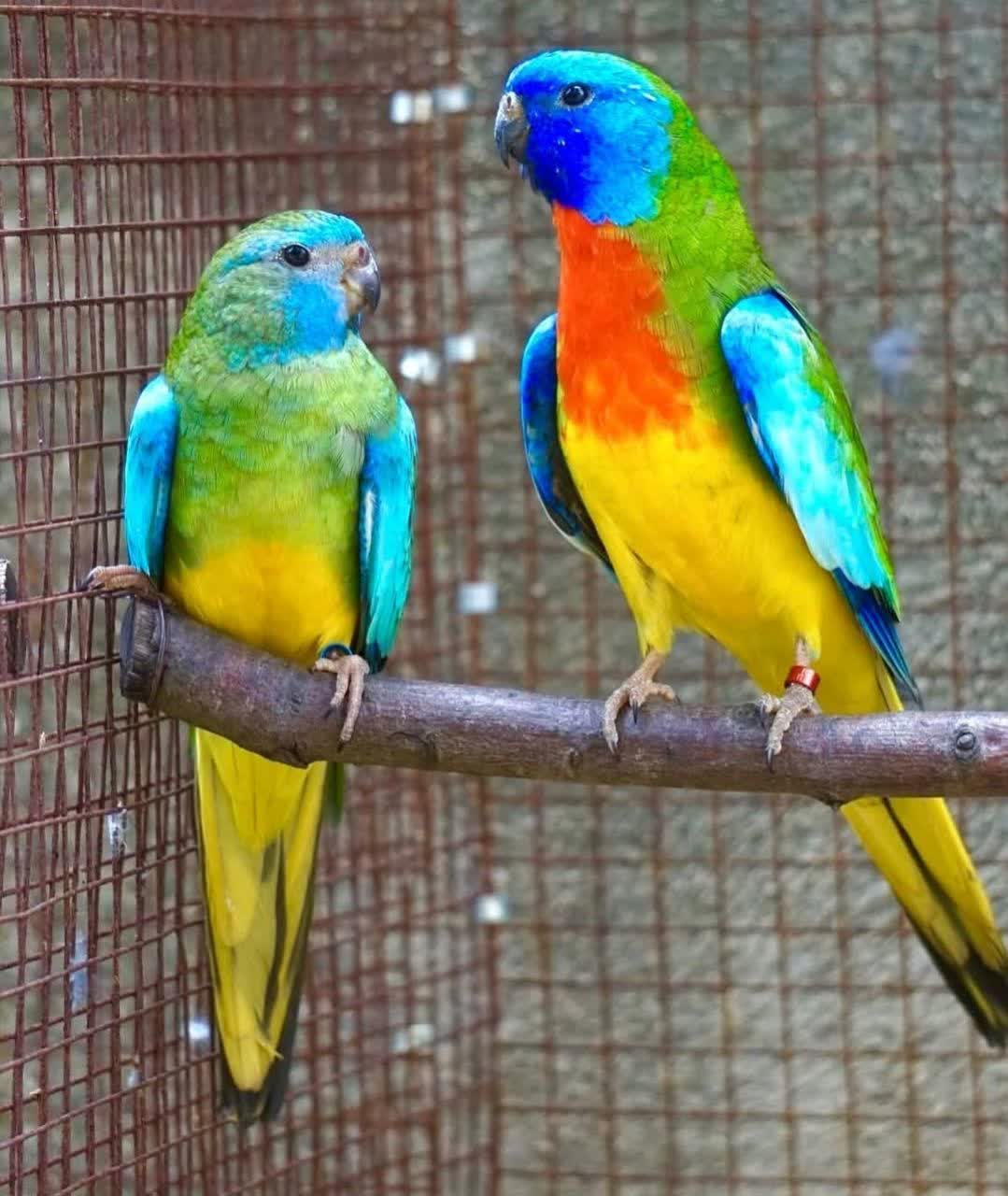 آموزش تکثیر،پرورش و درامدزایی از طوطیسانان کرمانشاه&nbsp;