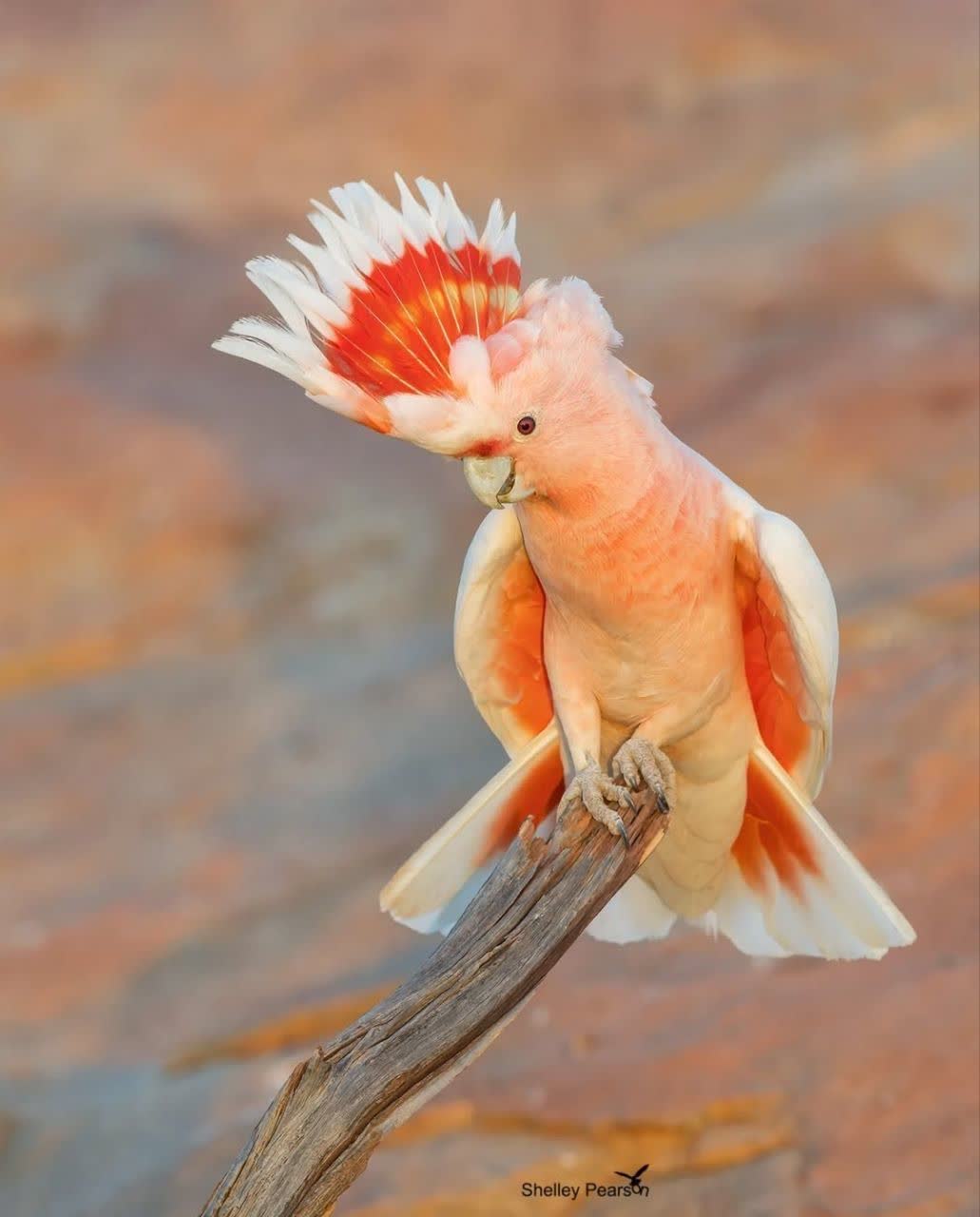 آموزش تکثیر،پرورش و درامدزایی از طوطیسانان کرمانشاه&nbsp;