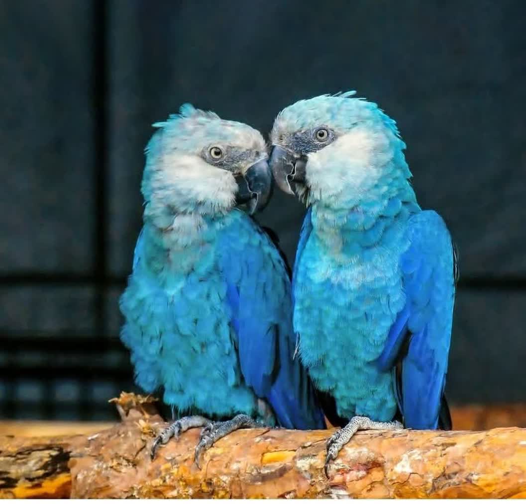 آموزش تکثیر،پرورش و درامدزایی از طوطیسانان کرمانشاه&nbsp;